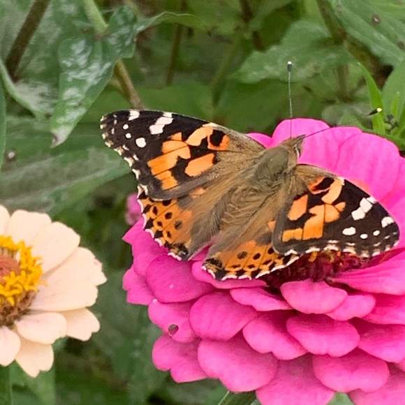 Meet your Posher, Terri lynn - Picture 7 of 16